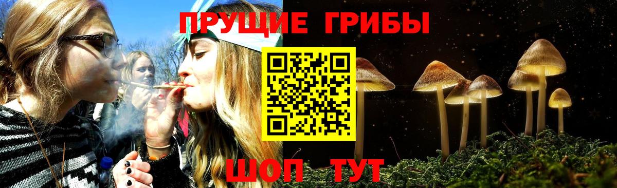 Псилоцибиновые грибы Psilocybine cubensis Усть-Джегута